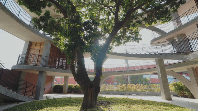 芒果樹基地如公園一般