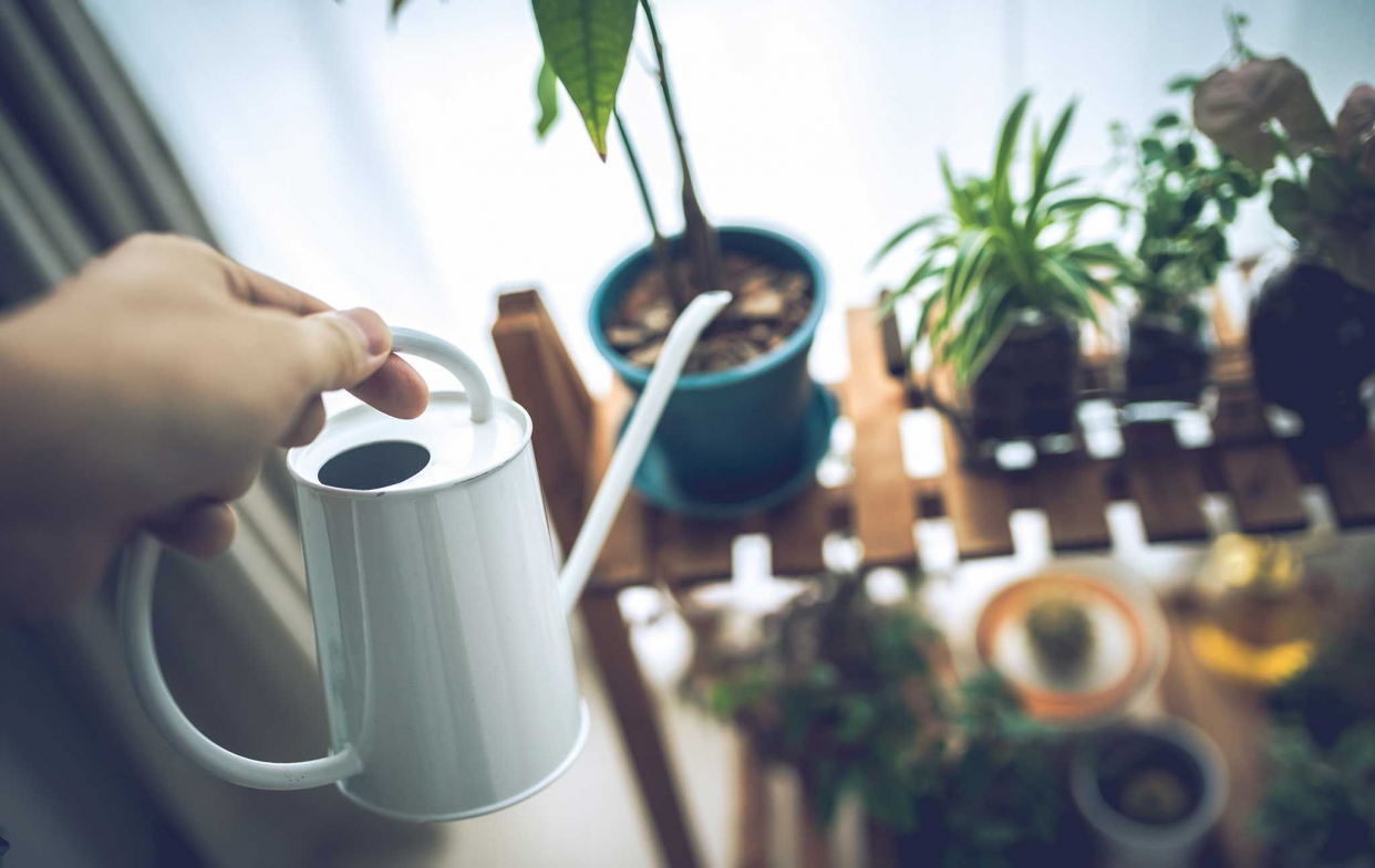 有效空間除臭的5大妙招：放置植物-1