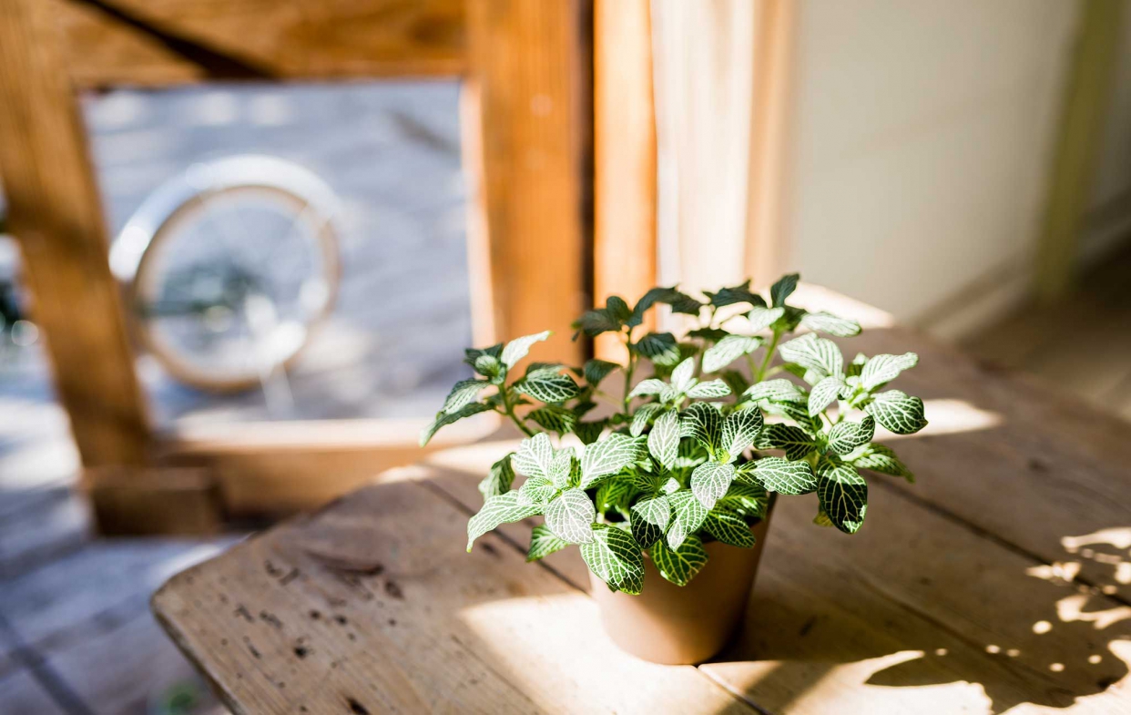 無毒建材:種植植物吸收有毒氣體