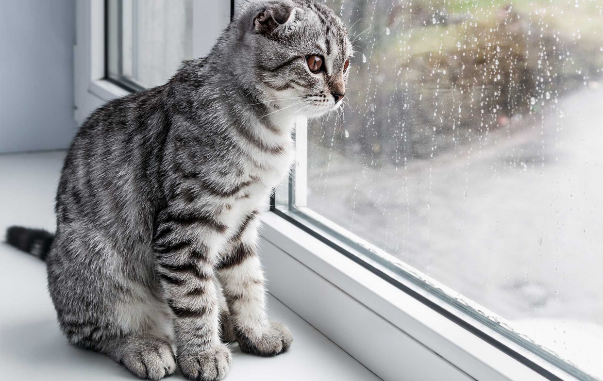 窗框角落之特殊設計,可以增加窗體載種,防止寵物、物品下墜