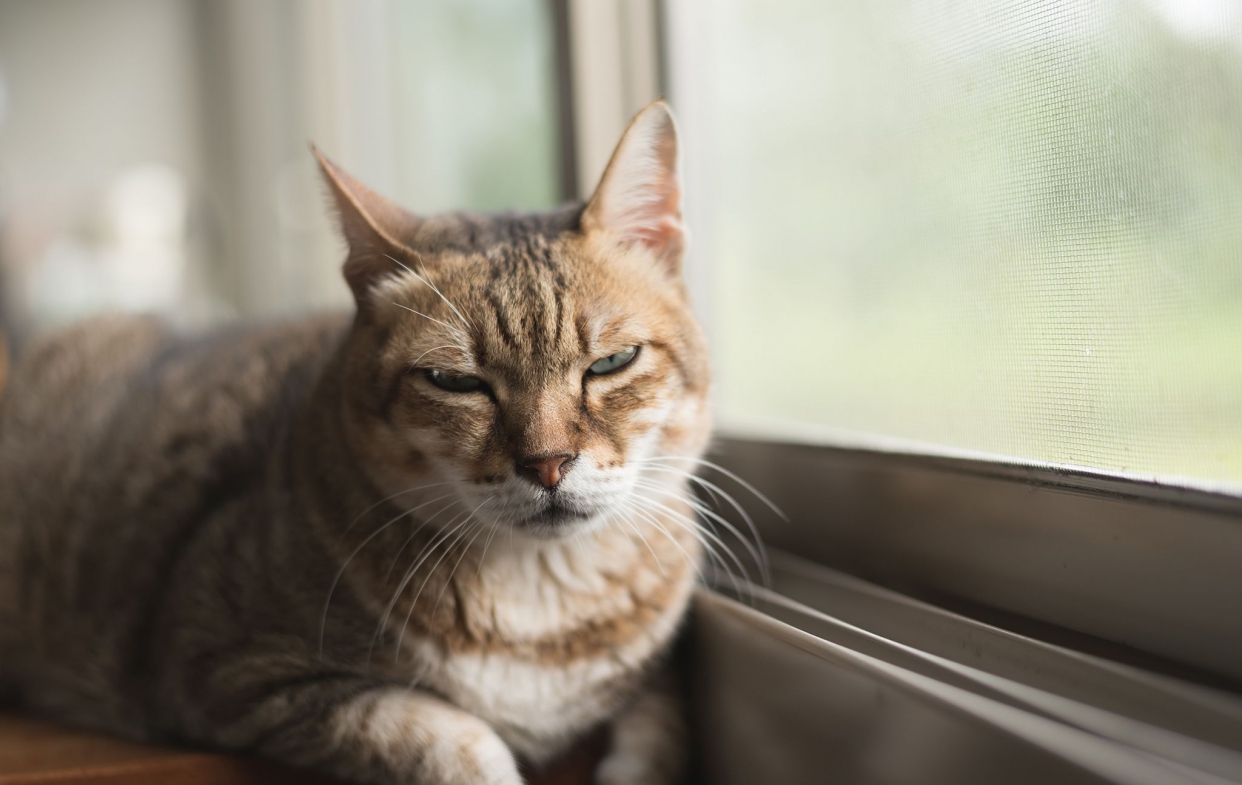 氣密性良好的氣密窗可以提供舒適的空間環境