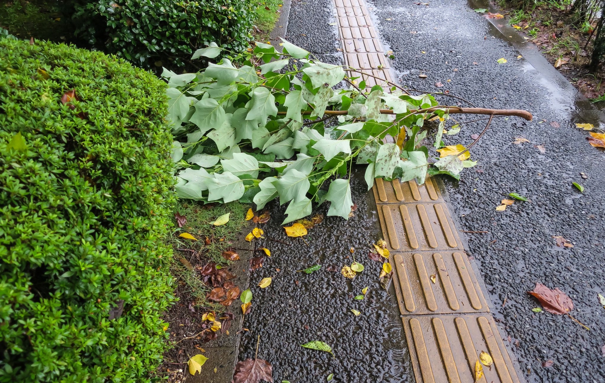 防颱氣密窗環境周邊預防：預先修剪屋外花草樹木。