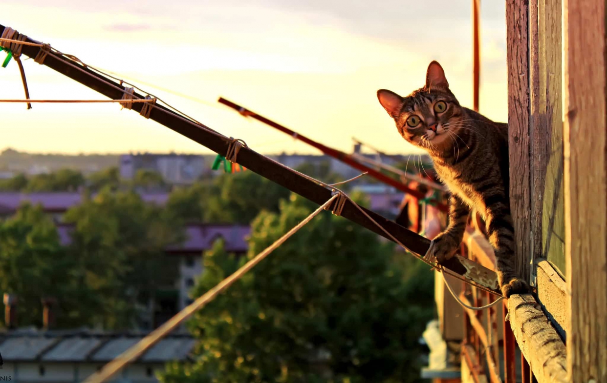 在陽台上四處查看的寵物