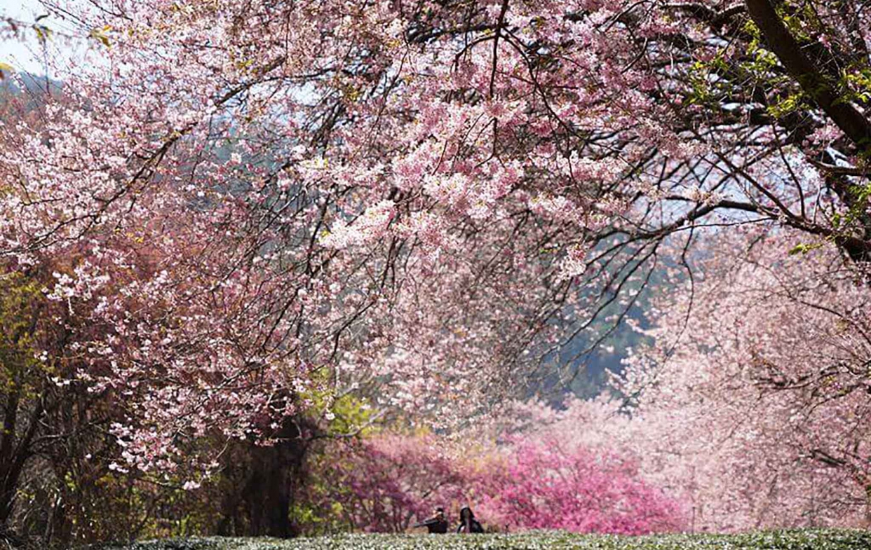 銀髮一起玩旅行社