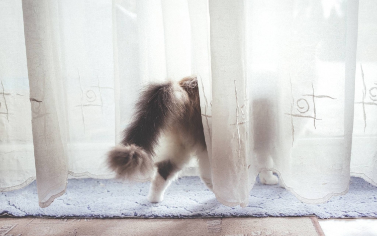 家中有小孩、寵物窗簾選擇注意安全